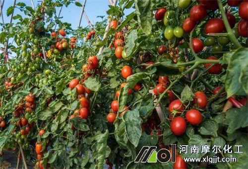 西紅柿葉面肥時間 西紅柿葉面肥時間