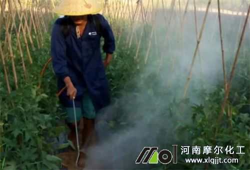 番茄葉面肥選擇 番茄葉面肥選擇