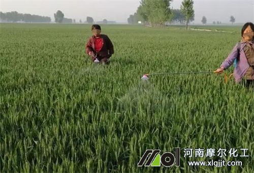 小麥追肥要求 小麥追肥要求