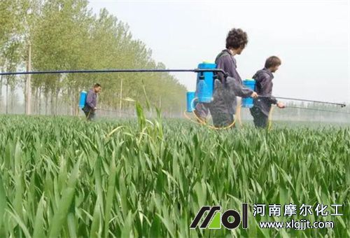 小麥用葉面肥好處 小麥用葉面肥好處