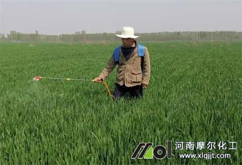 小麥用葉面肥好處 小麥用葉面肥好處